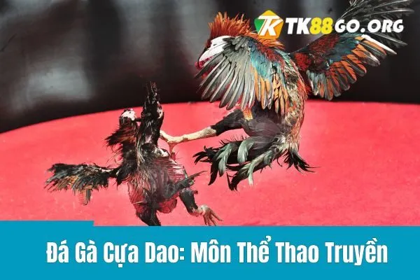 Đá Gà Cựa Dao: Môn Thể Thao Truyền Thống Đầy Hấp Dẫn