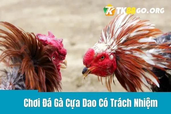 Chơi Đá Gà Cựa Dao Có Trách Nhiệm