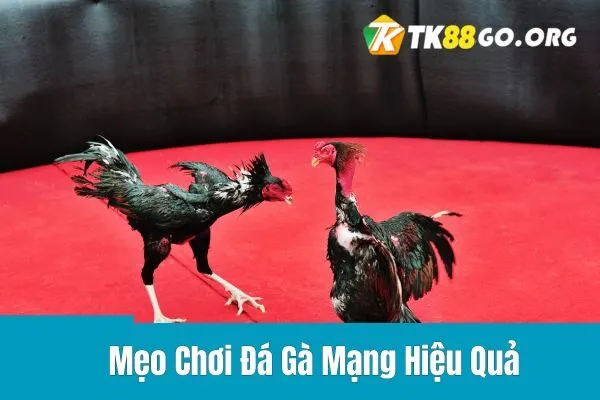 Mẹo Chơi Đá Gà Mạng Hiệu Quả