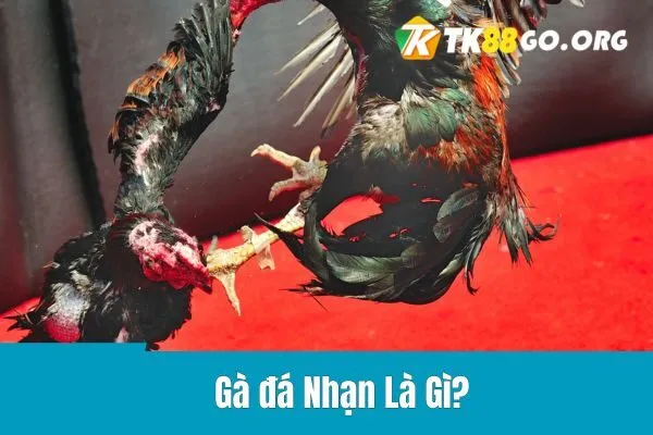 Gà đá Nhạn Là Gì?