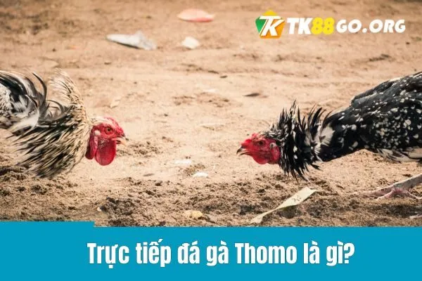 Trực tiếp đá gà Thomo là gì?