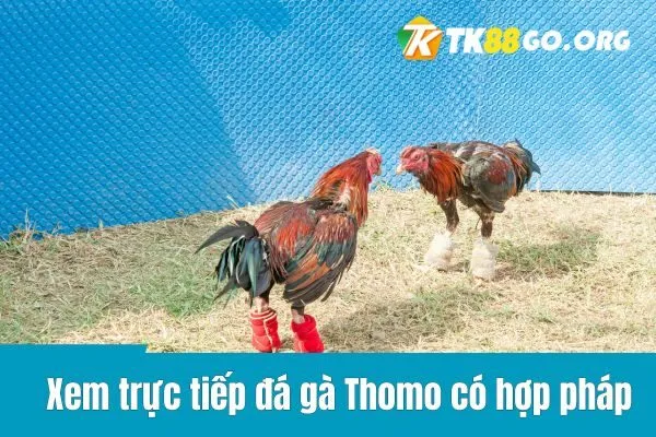 Xem trực tiếp đá gà Thomo có hợp pháp không?